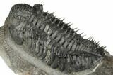 Huge, Spiny Drotops Armatus Trilobite - Excellent Preparation #192496-3
